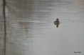 /album/ornithologie/tachybaptus-ruficollis-jpg/